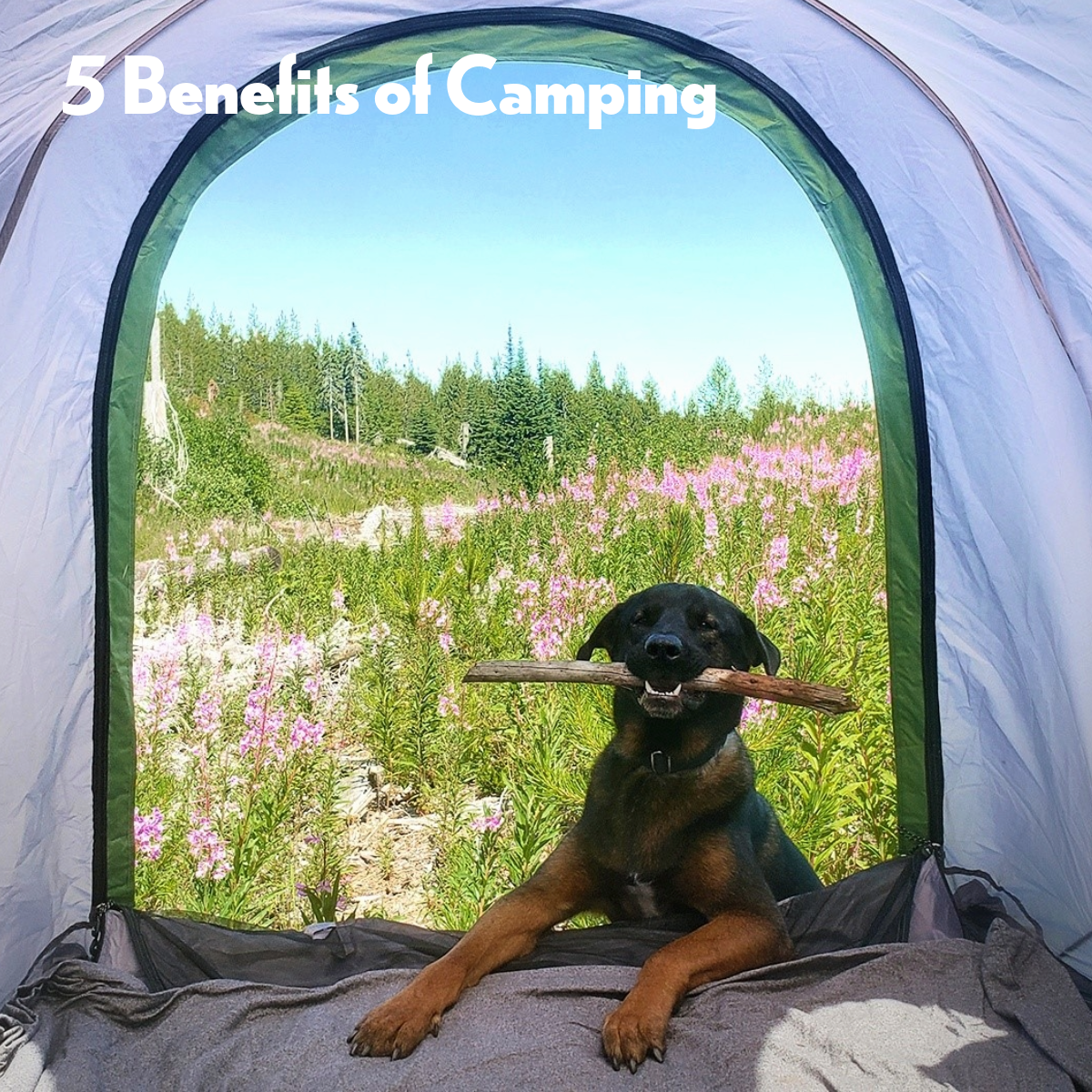 Happy dog, backroadz truck tent